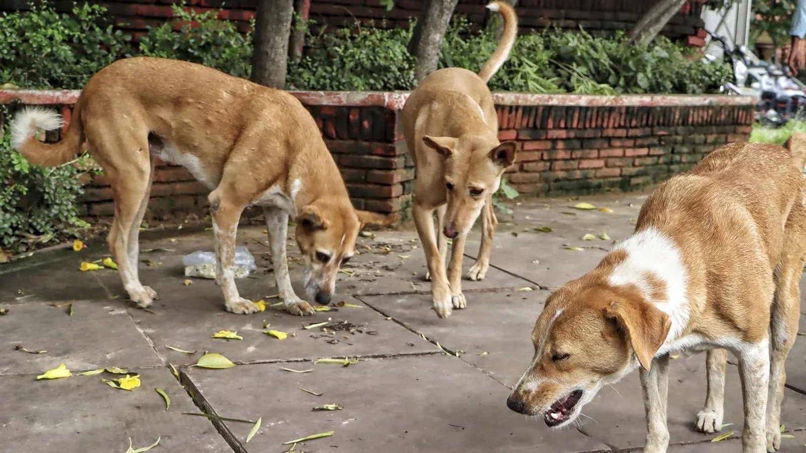 dog1.jpg